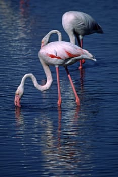 Camargue,le Grau-du-Roi,Flamingos