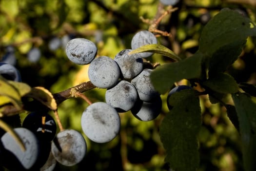 Schlehenlikoer 200 g of ripe sloes,which already noticed frost -have 150 g white rock candy 1 vanilla bean 1 bottle of grain Wash the sloes well and put them in a bottle with the rock candy,i.e.