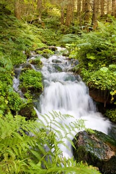 Stream in the forest