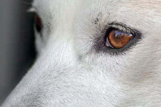 Dog's eyes