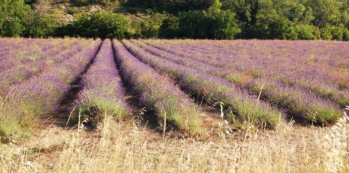 Lavender field