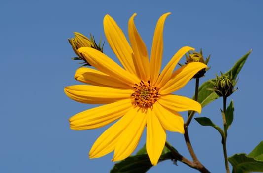 A sunny greeting at the beginning of the week from the north of me....!