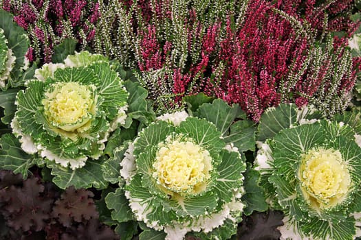 Ornamental cabbage