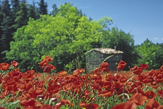 Poppies near Rustrel,Provence
