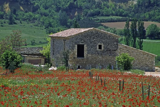 Poppy field near Rustrel,Provence
