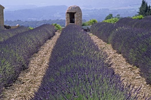Lavender field in the Luberon,Provence