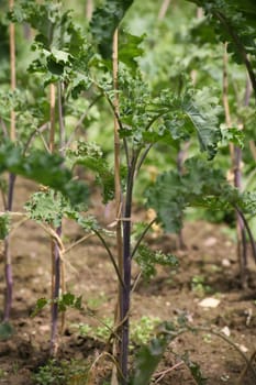 An almost extinct type of kale - together with Bregenwurst the national dish of the Lippe people!