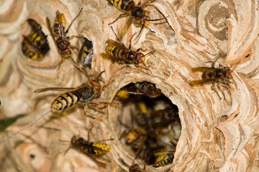 Hornet's nest