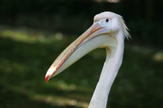 Pink pelican in an animal park