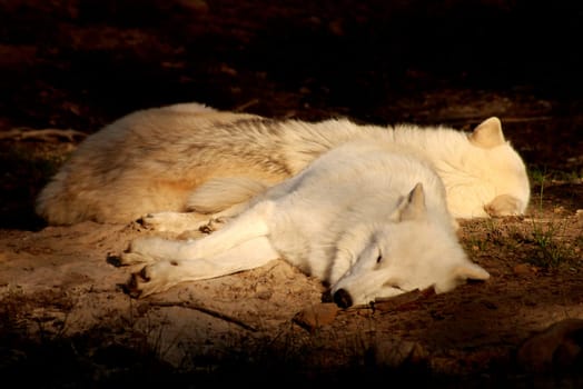 Pack sleep