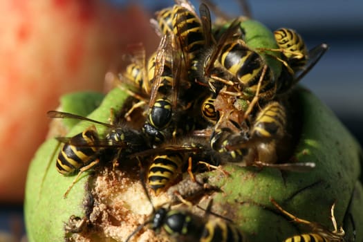 Wasps on (and in) a rotten pear
