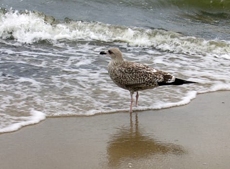 Gull