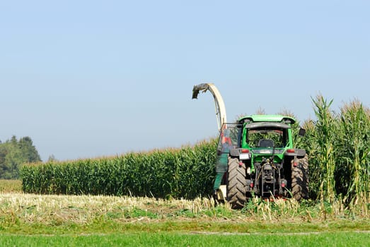 Corn harvest