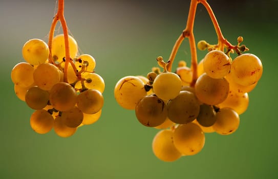 This is what the wine looks like on our terrace now! I think we can try it soon....!:-)