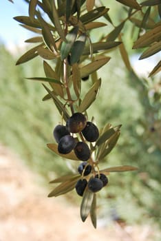 Olive tree