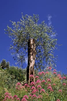 Lake Garda,Arco,Olive Tree,Olea europaea,Red Spurflower,Centranthus ruber