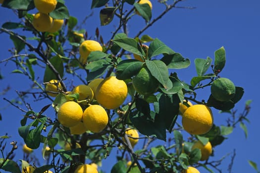 Liguria,Diano Castello,Lemon Tree