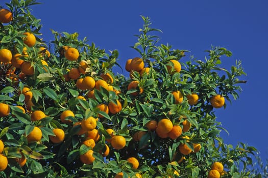 Liguria,Diano Castello,Orange Tree