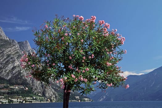 Brescia,lime,oleander tree