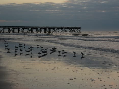 Birds