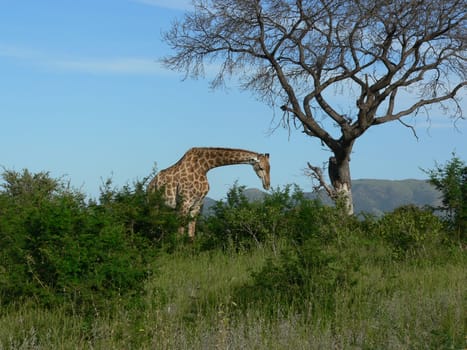 Giraffe