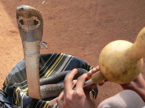 Cobra