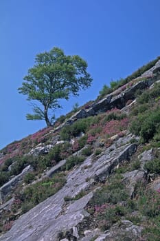 Birch at Loch Laggon,mountainside,heather