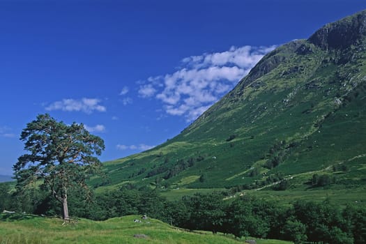 Glen Nevis, Bäume, Landschaft