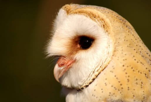 Pointed beak