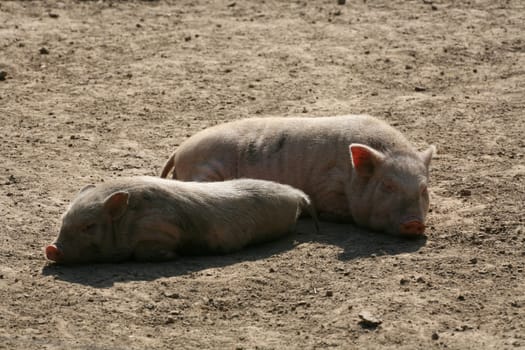 Happy pigs in frailand husbandry