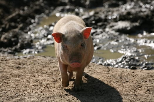 A somewhat misleading name: even these pigs can weigh over 100 kg! Normally,however,about 30-60 kilos are available.