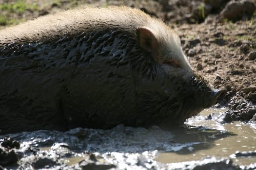 Mini pig at the mud bath