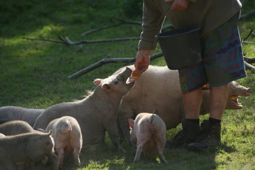 Happy pigs are fed here!