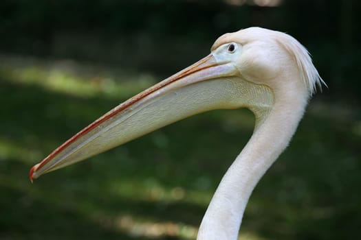 Pink pelican in an animal park