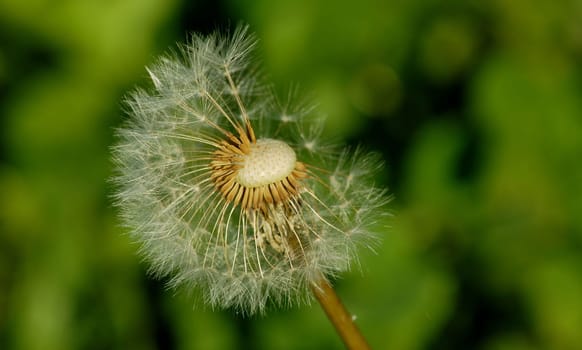 There are still enough dandelions in the meadows to make a wish......!