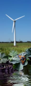 Butterfly at the pond in front of wind turbine