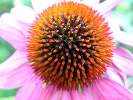 The head of the hedgehog