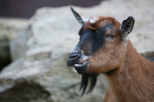 East African pygmy goat