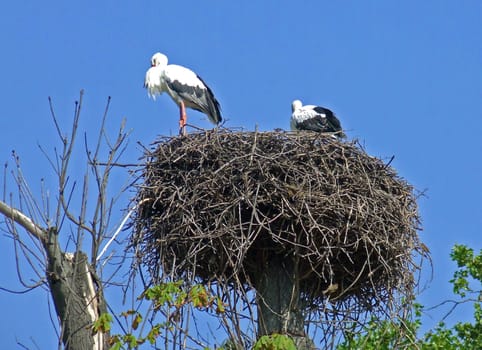 Stork's Nest