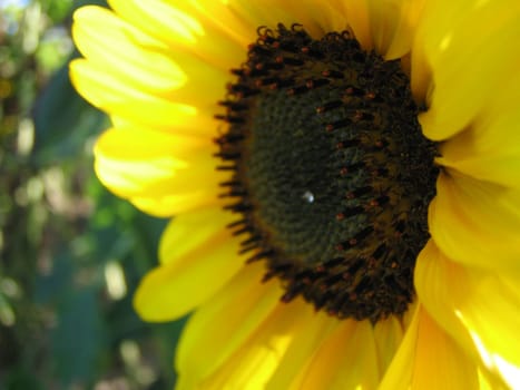 Sunflower Macro