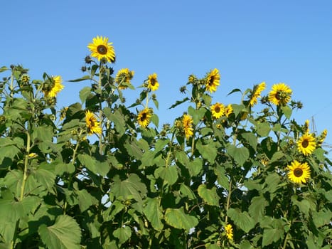 Field flowers