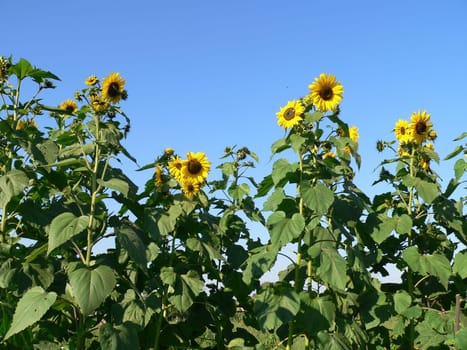 Sunflower field