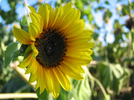 Sonnenblümli