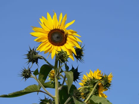 Sun Beauty