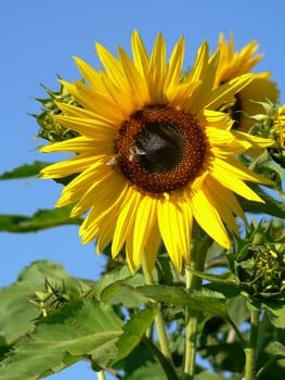 Landing place for bees