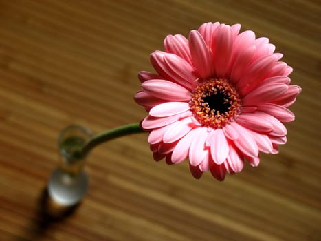 Gerbera