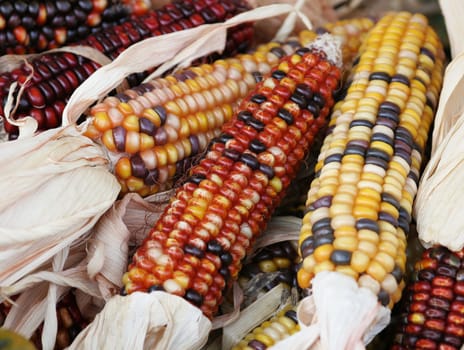 colorful corn on the cob