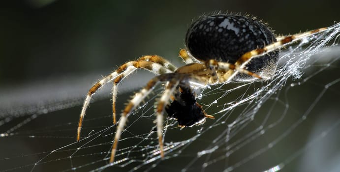 Cross spider photographed in the light of the setting sun