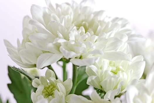white chrysanthemums