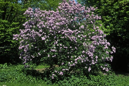 Syringa vulgaris,Lilac,Tree